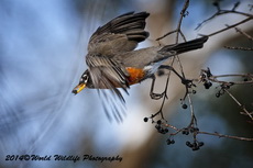 Robin Picture