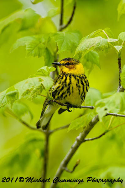 Warblers