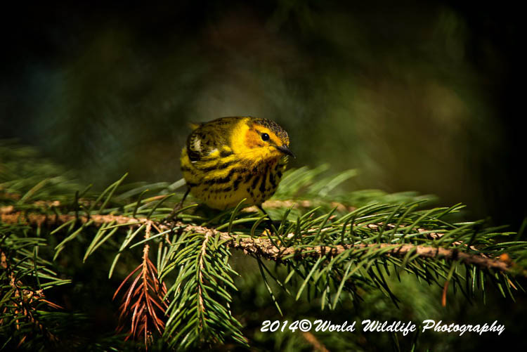 Warblers
