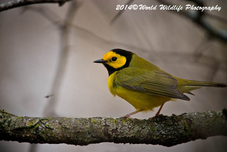 Warblers
