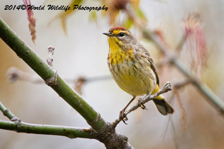 Warblers