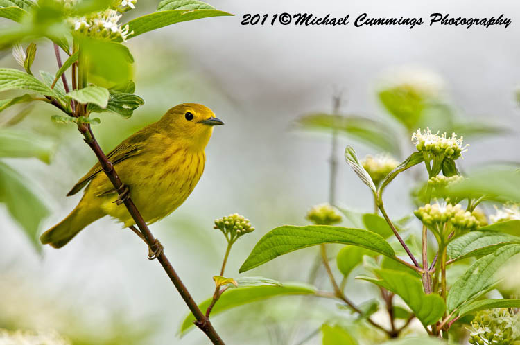 Warblers