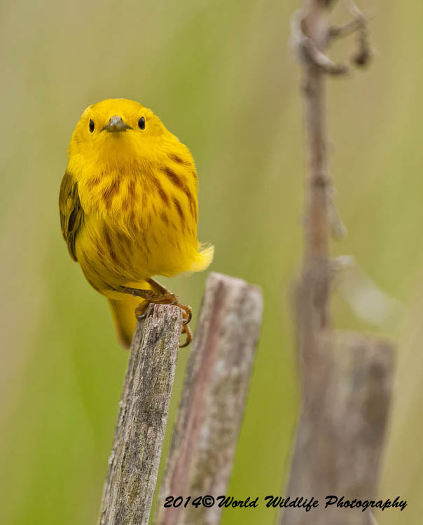 Warblers