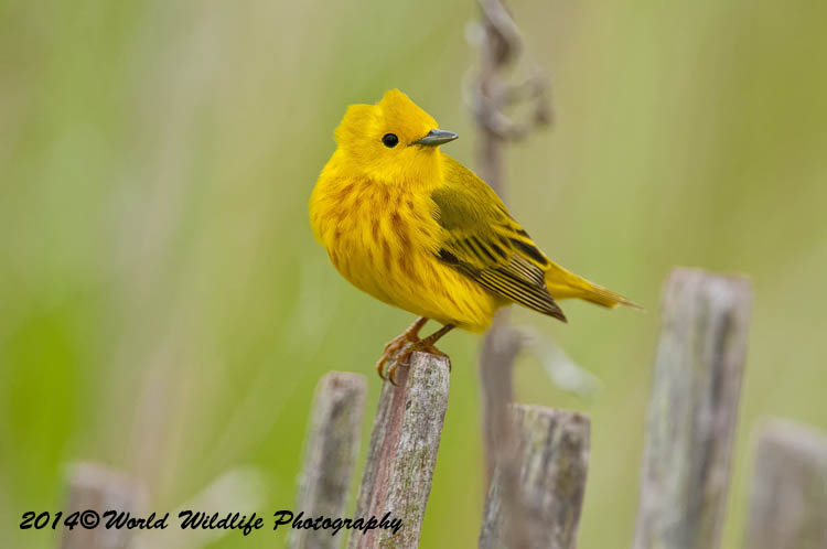Warblers