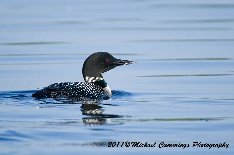 Water Birds