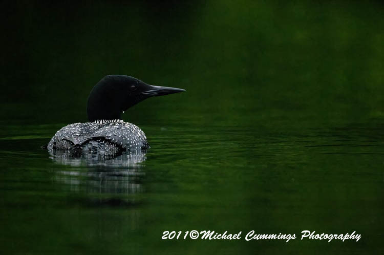 Water Birds