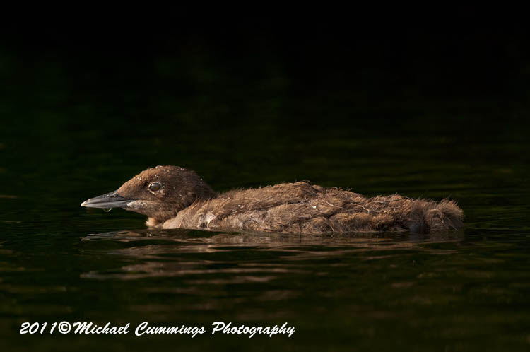 Water Birds