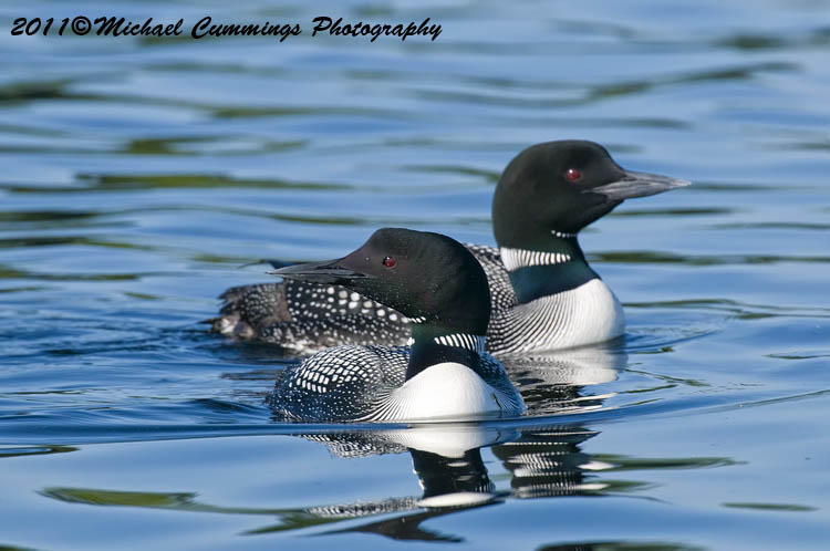 Water Birds
