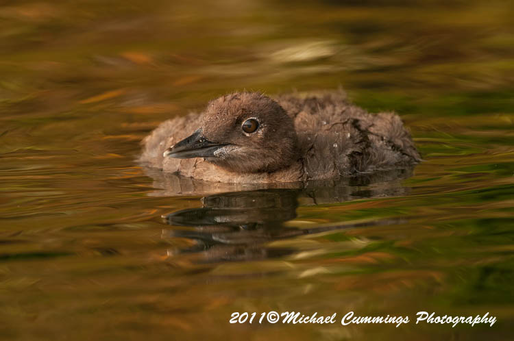 Water Birds