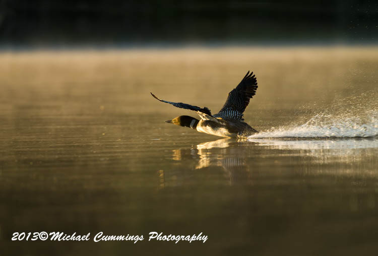 Water Birds
