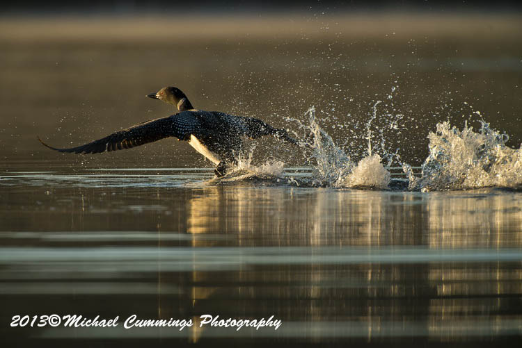 Water Birds