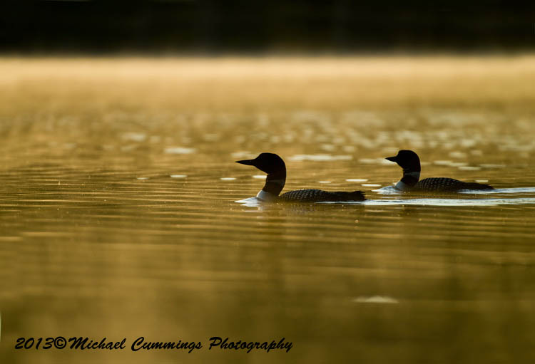 Water Birds