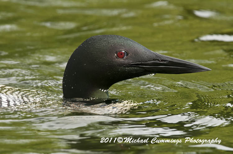 Water Birds