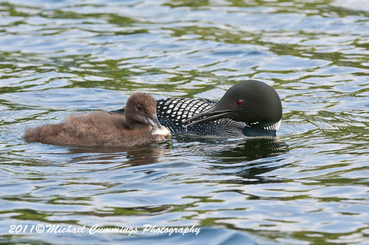 Water Birds