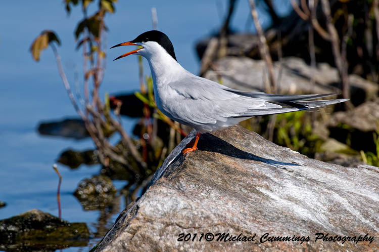 Water Birds