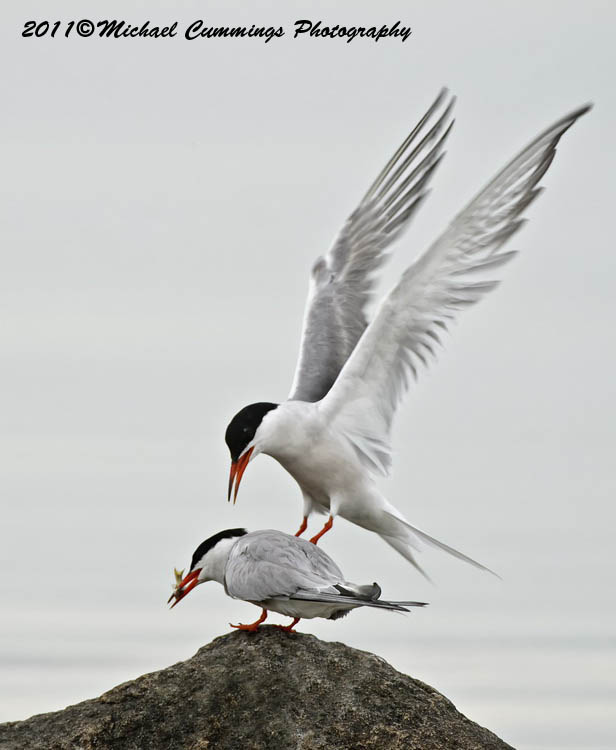 Water Birds