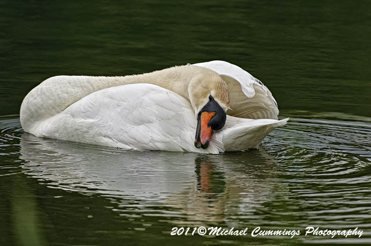 Water Birds