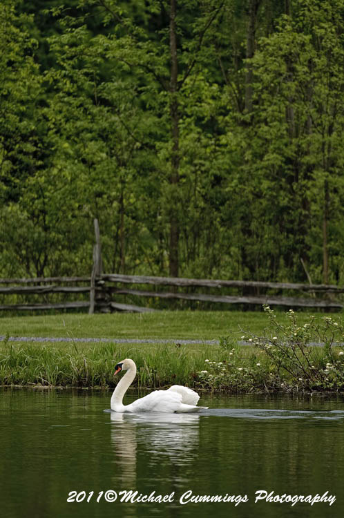 Water Birds