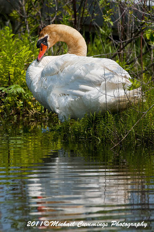 Water Birds