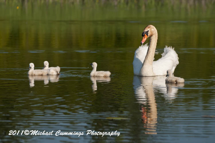 Water Birds