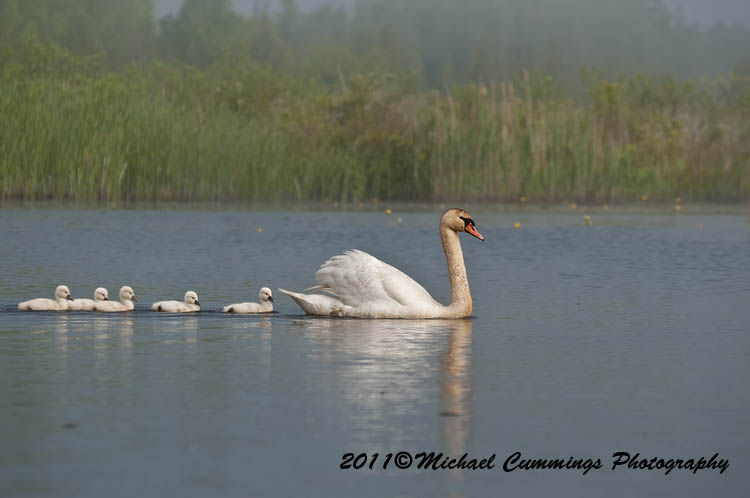 Water Birds