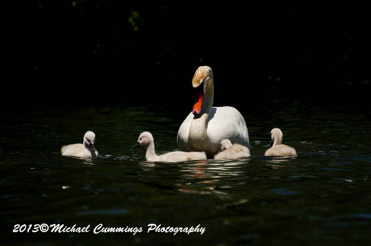 Water Birds