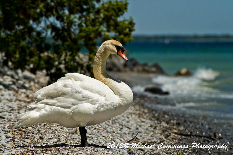 Water Birds