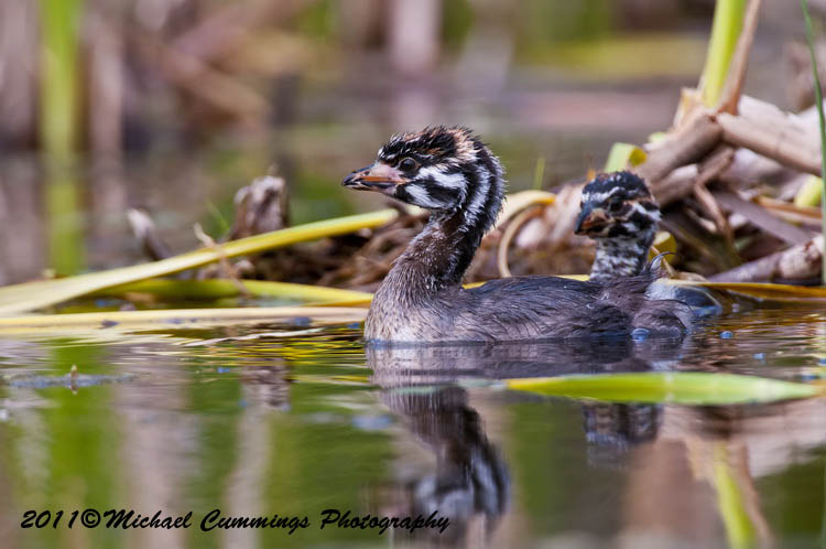 Water Birds