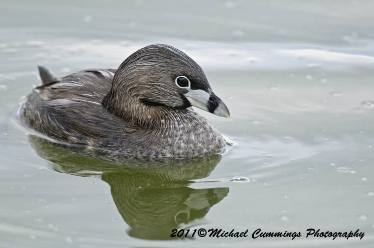 Water Birds