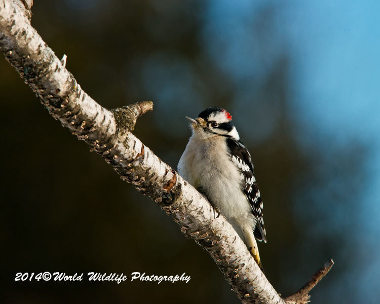 Downy Woodpecker