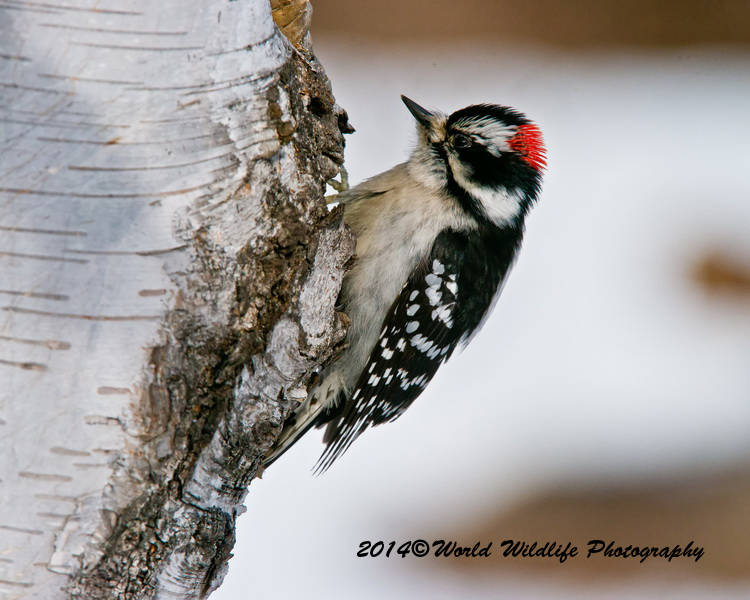 Downy Woodpecker
