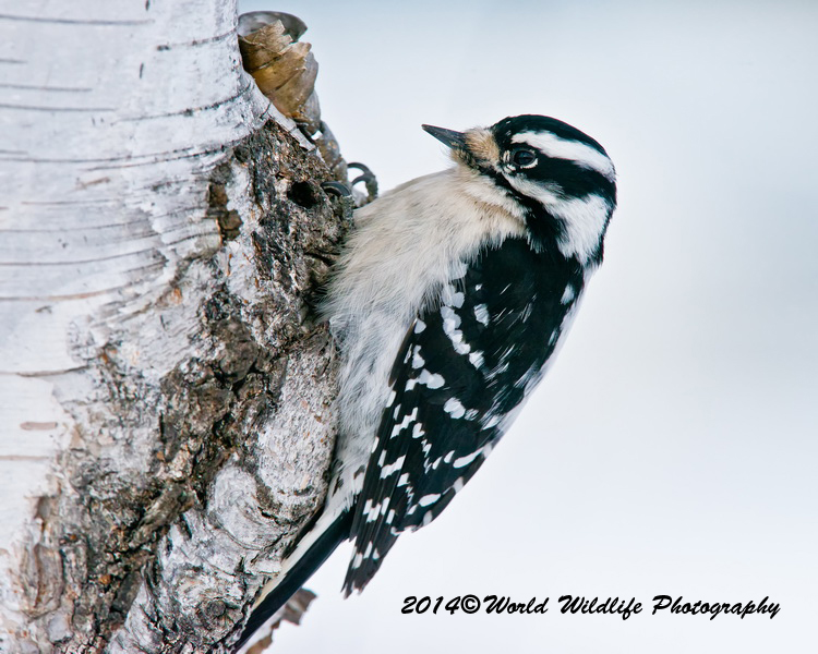 Downy Woodpecker