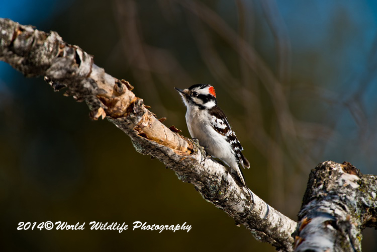 Downy Woodpecker
