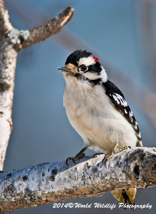 Downy Woodpecker