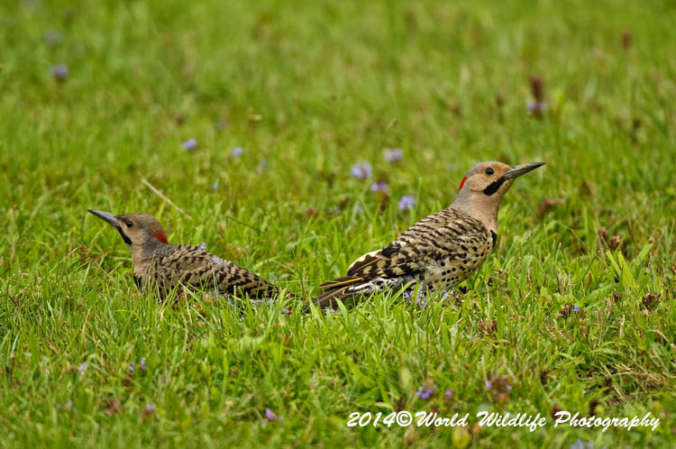 Woodpecker