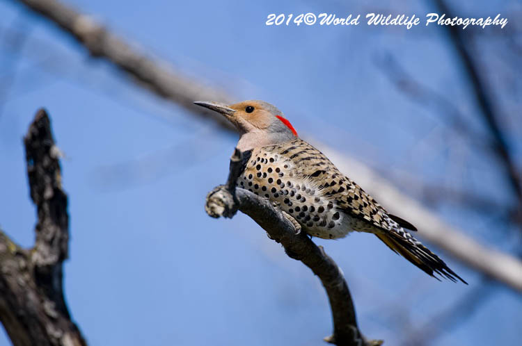 Woodpecker
