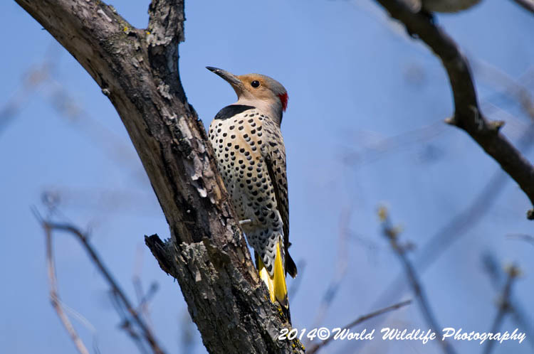 Woodpecker