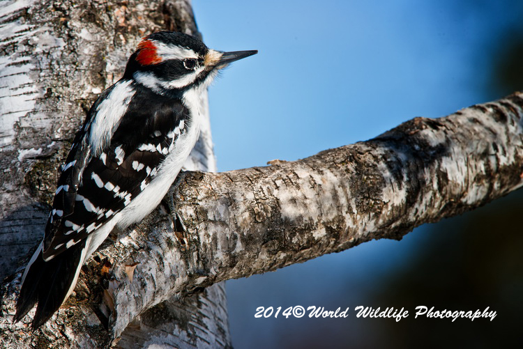 Hairy Woodpecker