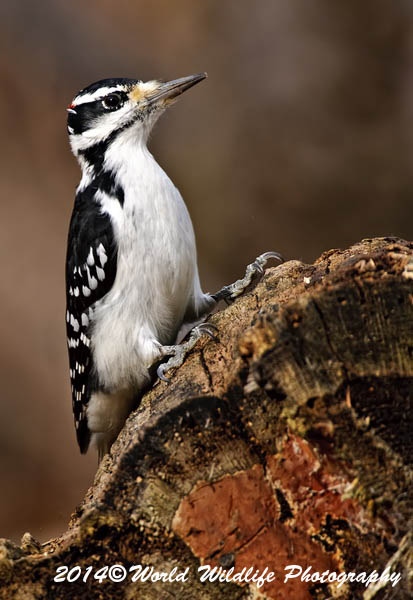 Hairy Woodpecker