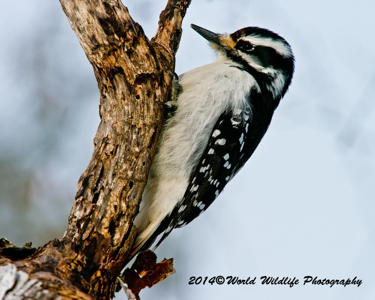 Hairy Woodpecker