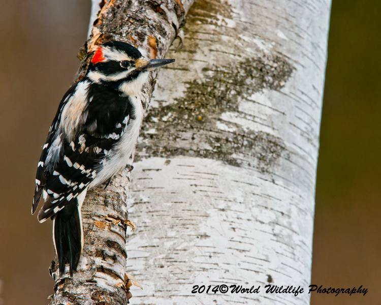 Hairy Woodpecker