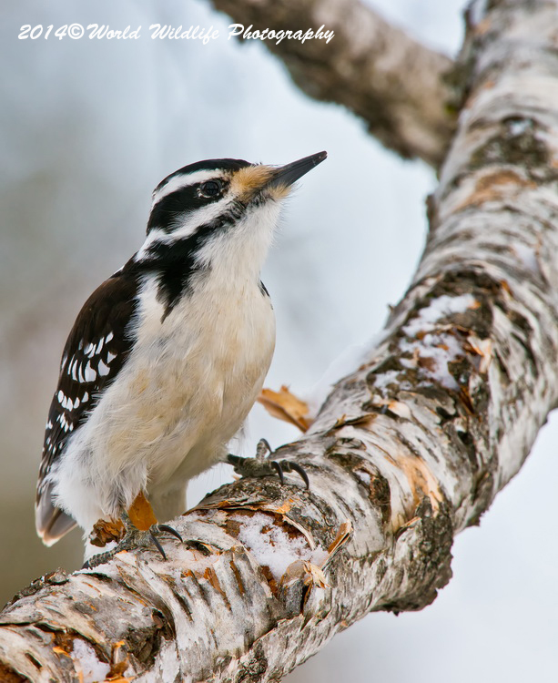 Hairy Woodpecker