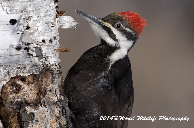 Pileated Woodpecker