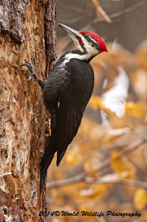 Pileated Woodpecker