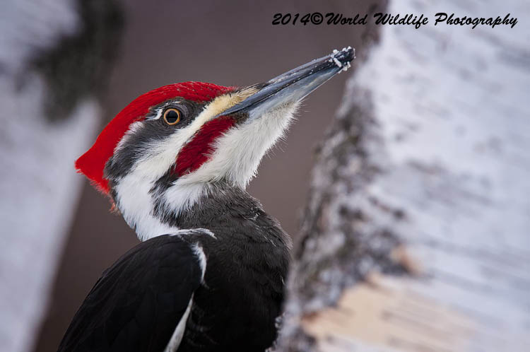 Pileated Woodpecker Woodpecker