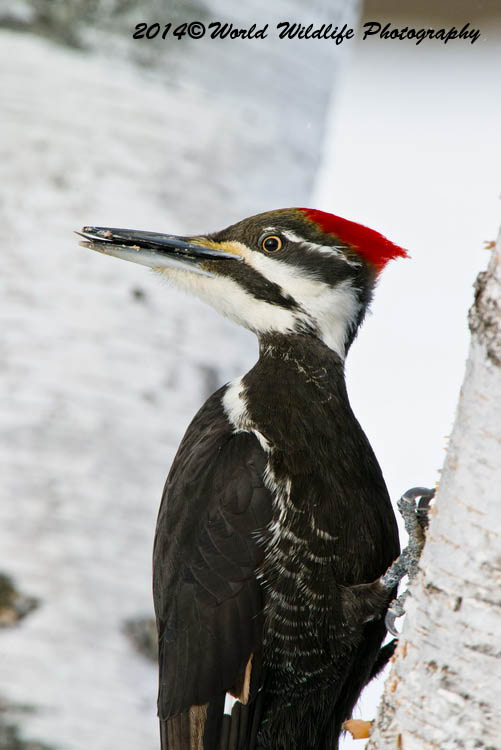 Pileated Woodpecker