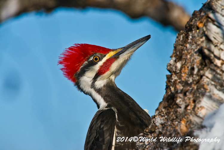 Pileated Woodpecker