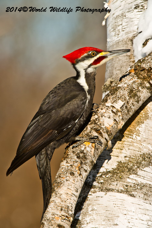 Pileated Woodpecker