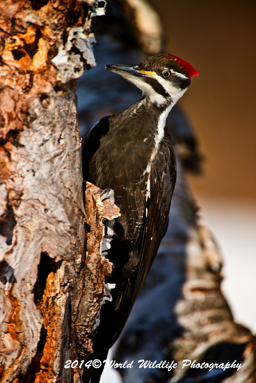 Pileated Woodpecker