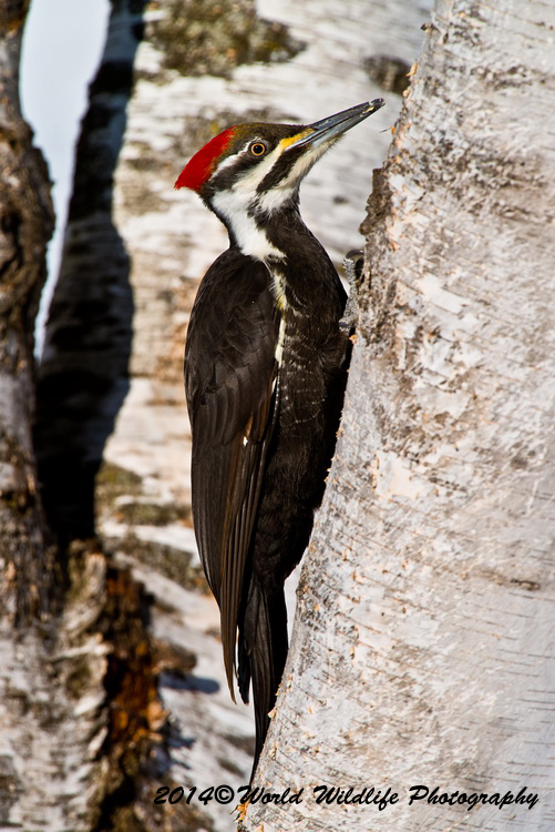 Woodpecker